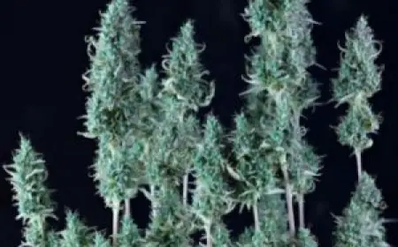 Hanfsamen kaufen: Top Cannabis Samen seit 2004 | Cannapot