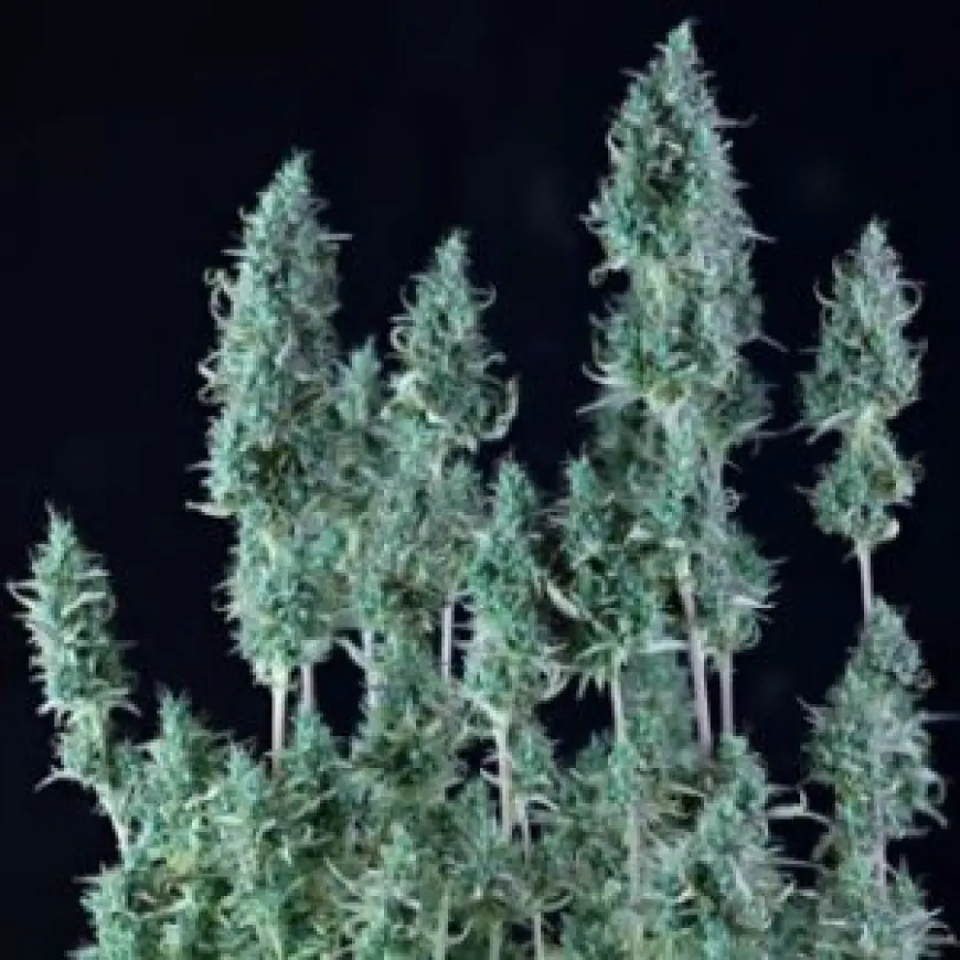 Hanfsamen kaufen: Top Cannabis Samen seit 2004 | Cannapot